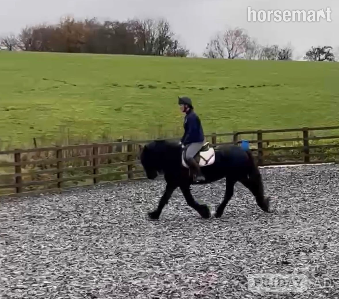 "Alice (aka Lola) " Dark Bay Mare Cob/Heavy Horse in Barrow