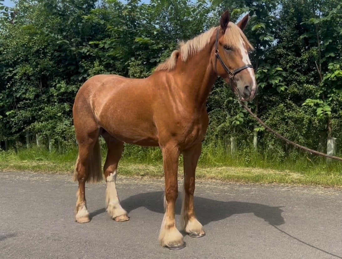 "Barney McGuire " Red Dun Gelding Cob/Heavy Horse
