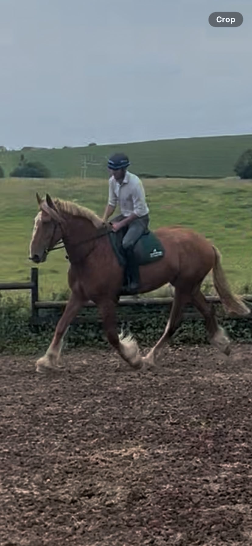 Lancaster "Barney McGuire " Red Dun Gelding Cob/Heavy Horse