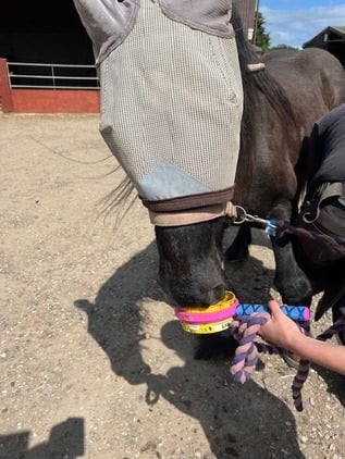LyxLoop Mini Horslyx Holder