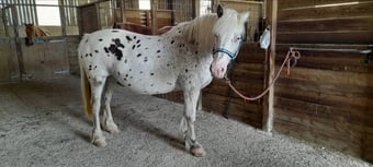 "Isabella" Coloured Mare Cob/Heavy Horse