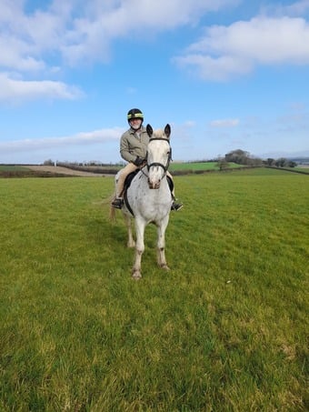 "Isabella" Coloured Mare Cob/Heavy Horse