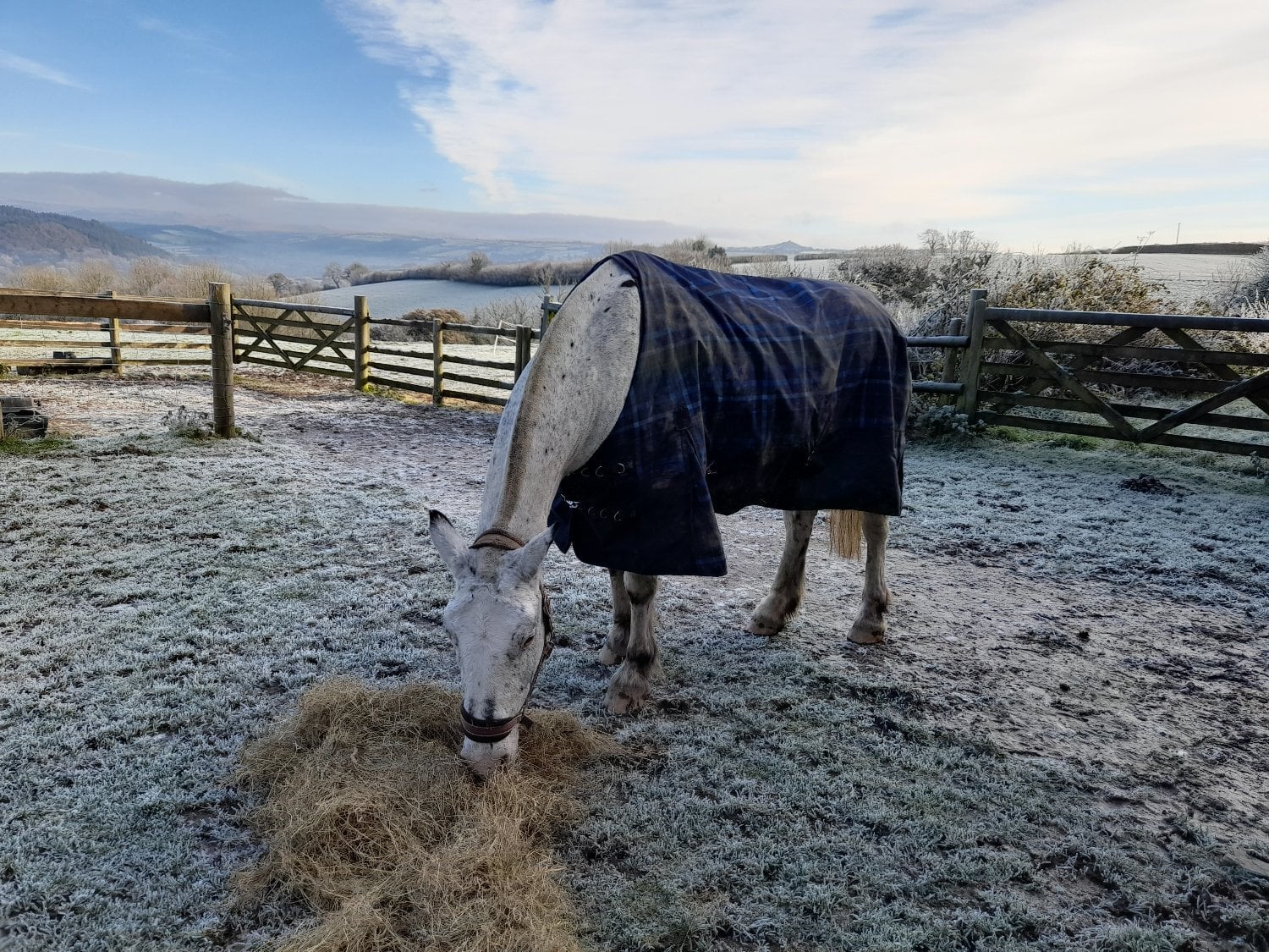 Launceston "Isabella" Coloured Mare Cob/Heavy Horse