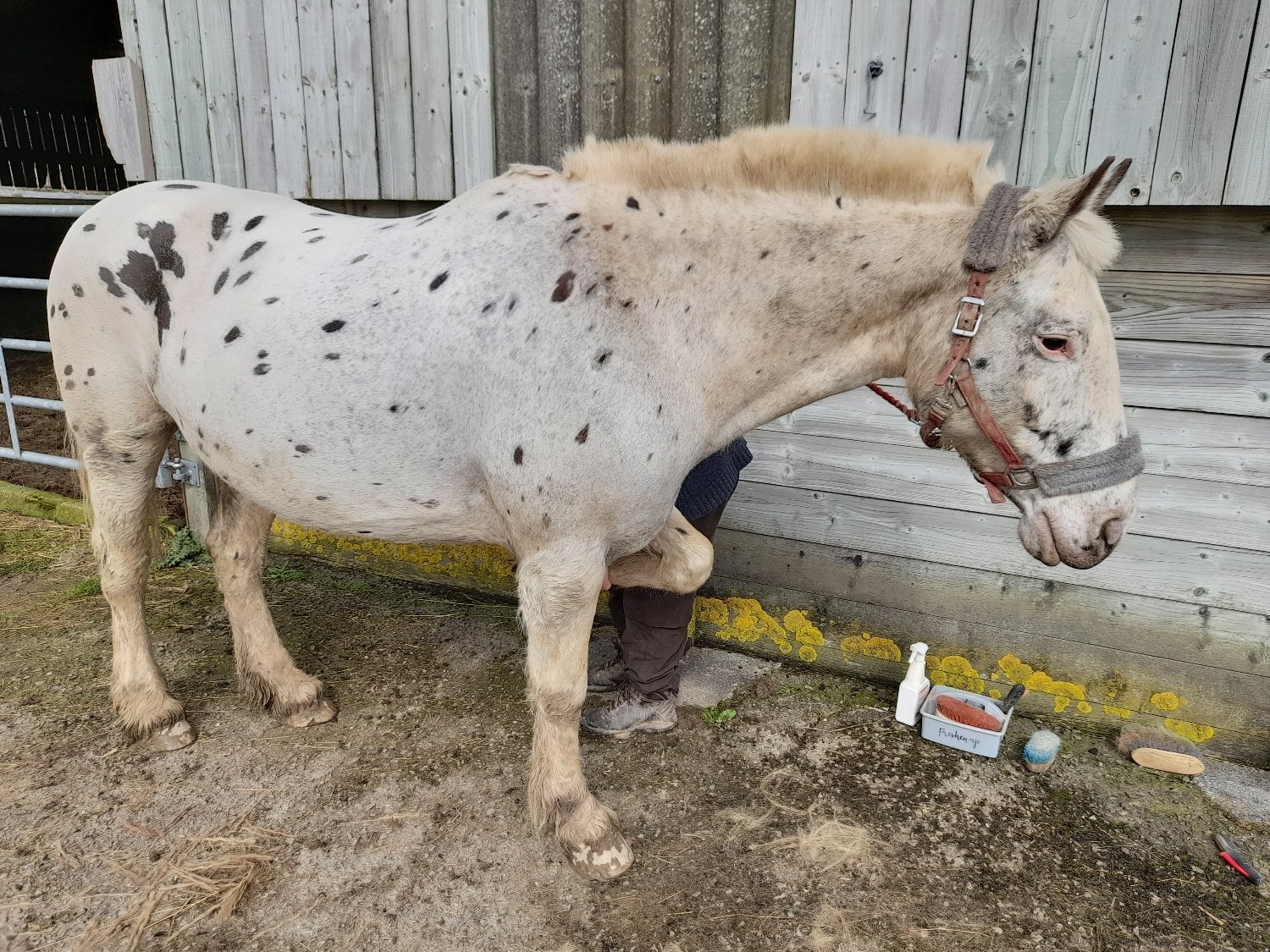 "Isabella" Coloured Mare Cob/Heavy Horse - Horses in Launceston