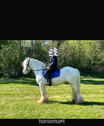 "Baxter " Grey Gelding Cob/Heavy Horse