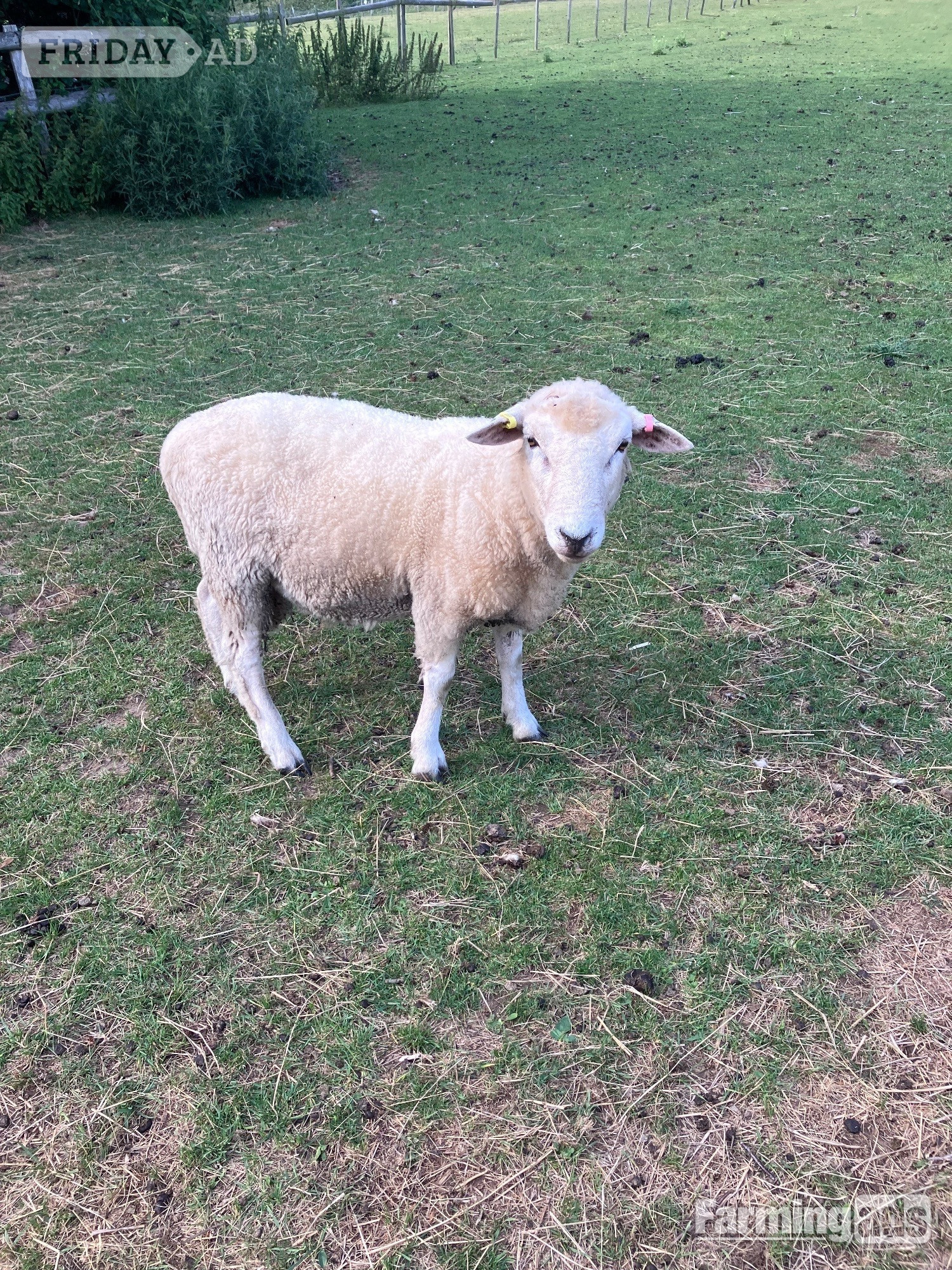 Romney Breeding Rams in Woodnesborough