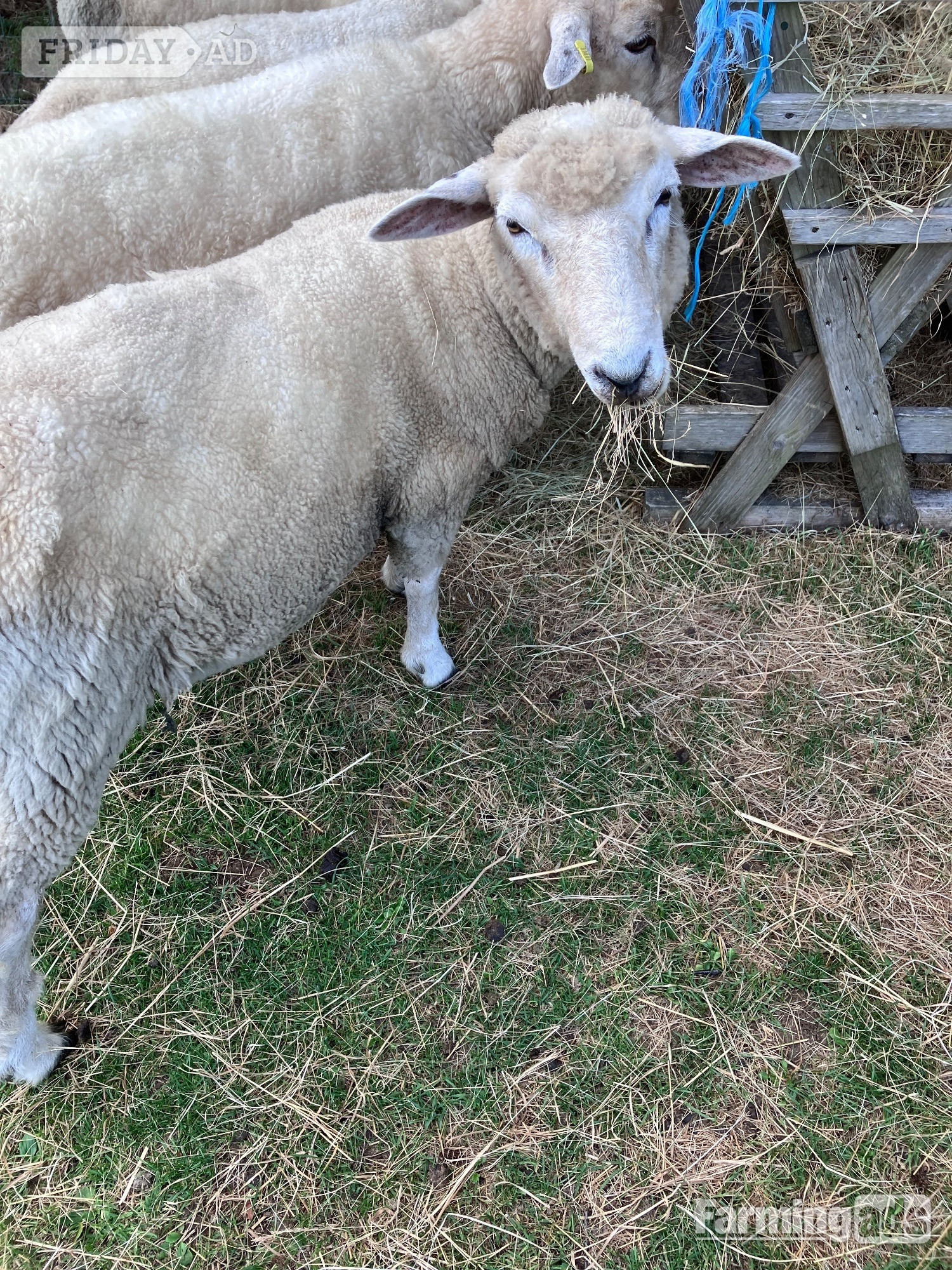 Romney Breeding Rams