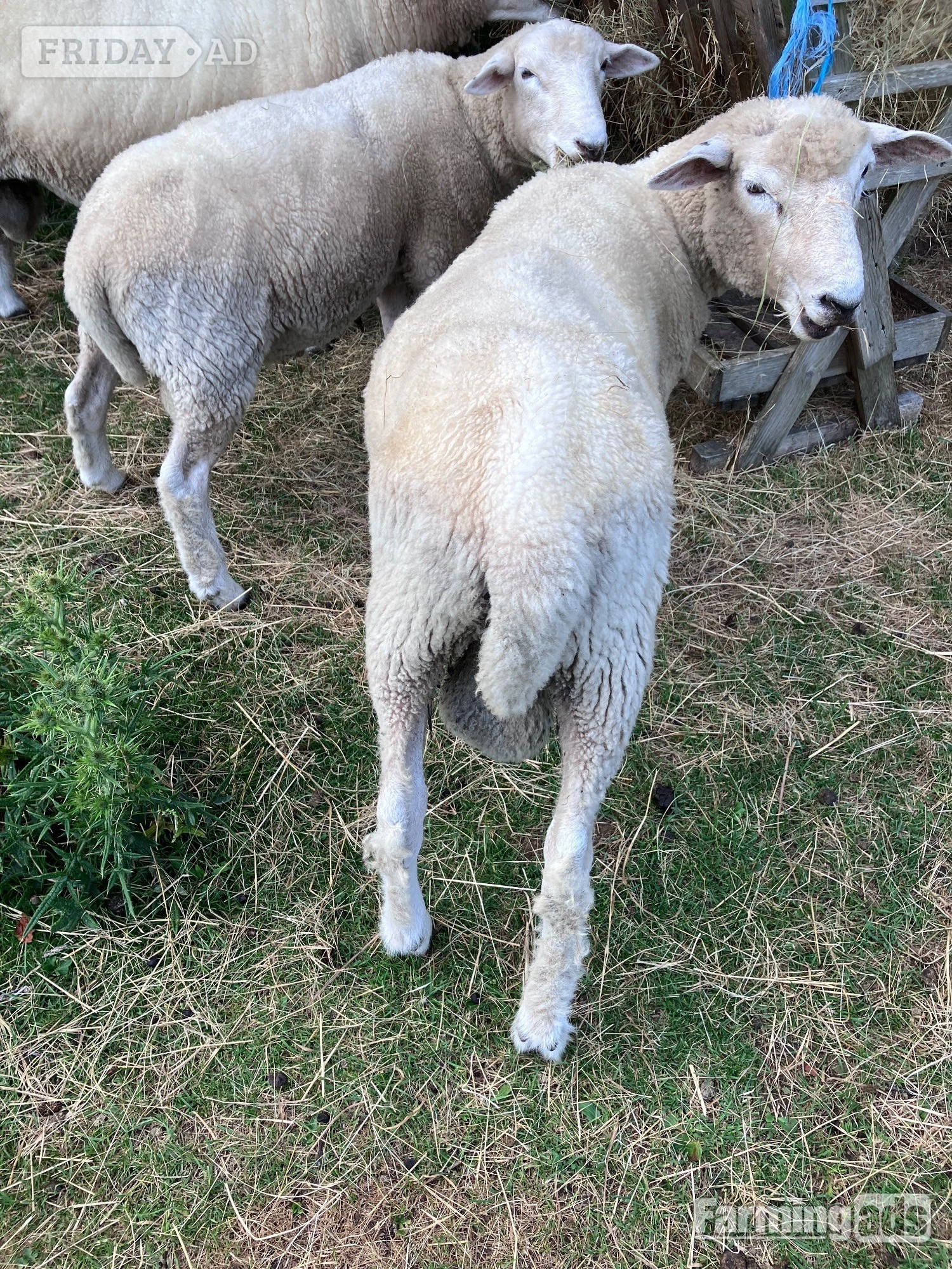 Woodnesborough Romney Breeding Rams