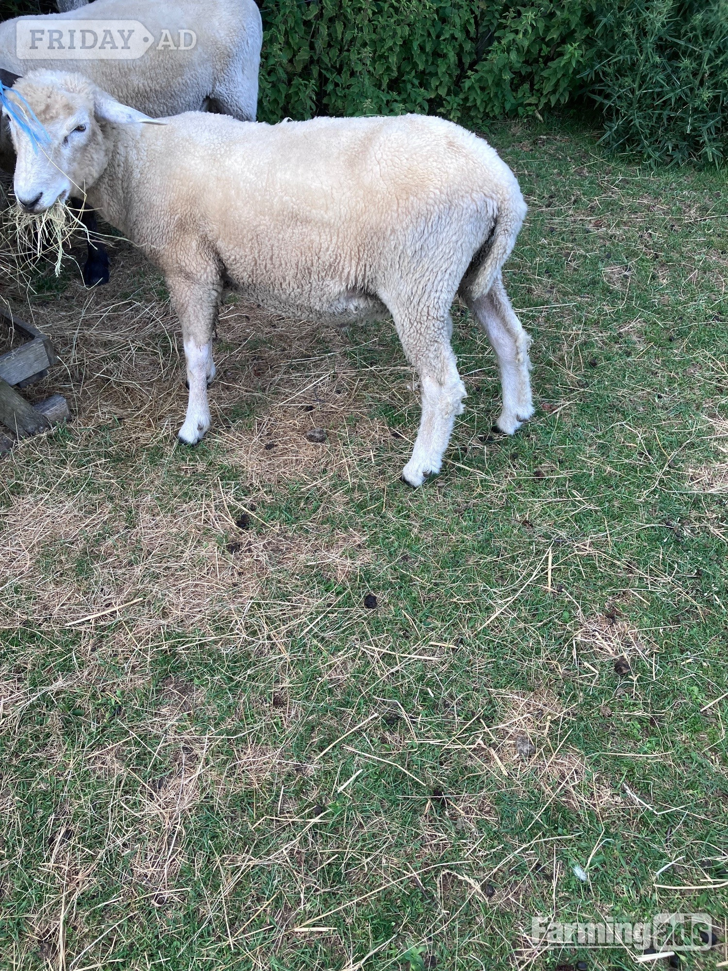 Romney Breeding Rams - Livestock in Woodnesborough
