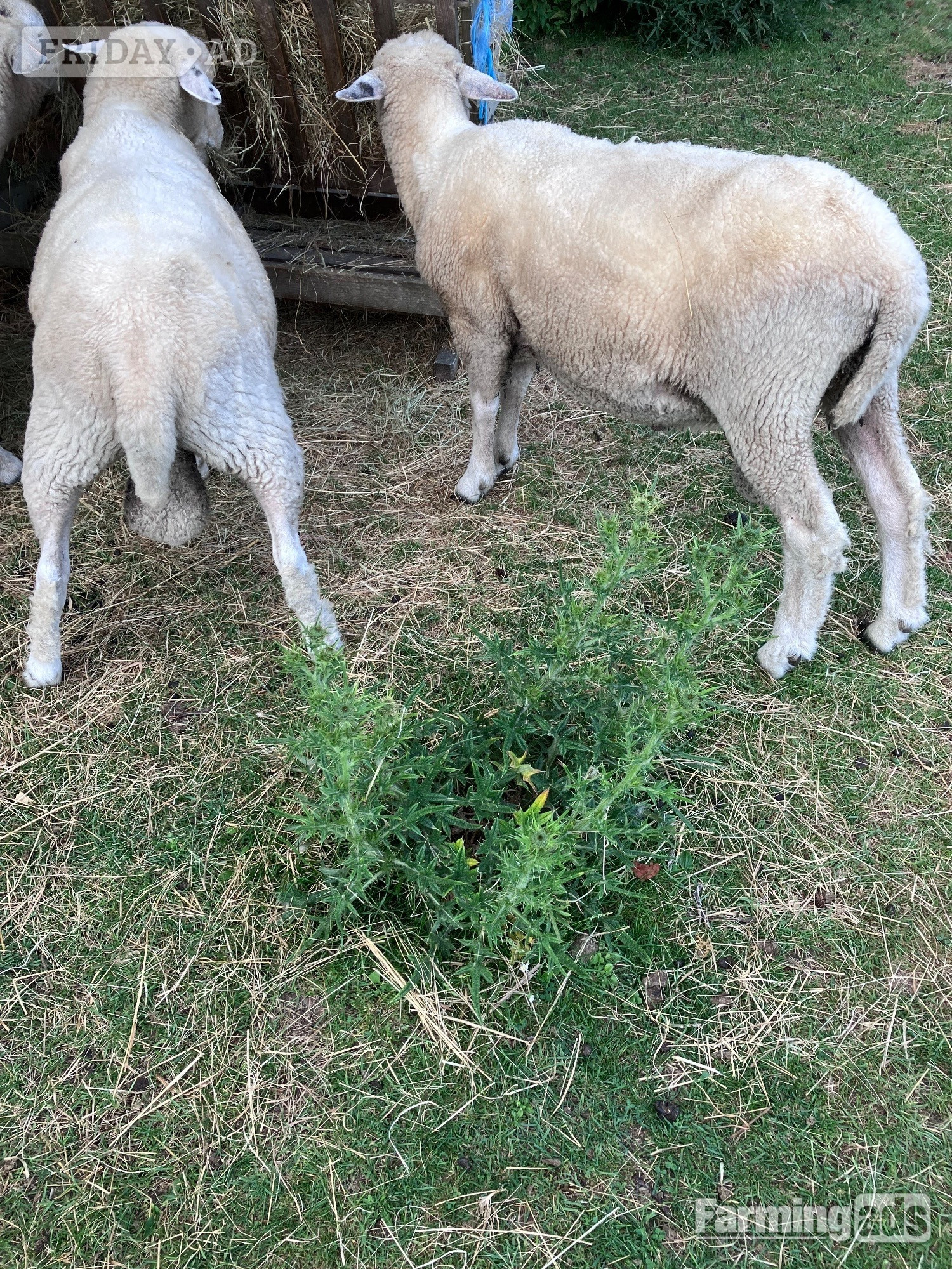Romney Breeding Rams - Livestock