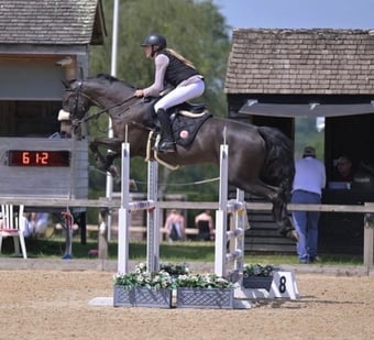 "Isabella W (Mya) " Dark Bay Mare Show Jumper