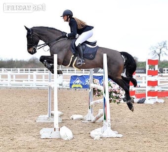 "Isabella W (Mya) " Dark Bay Mare Show Jumper