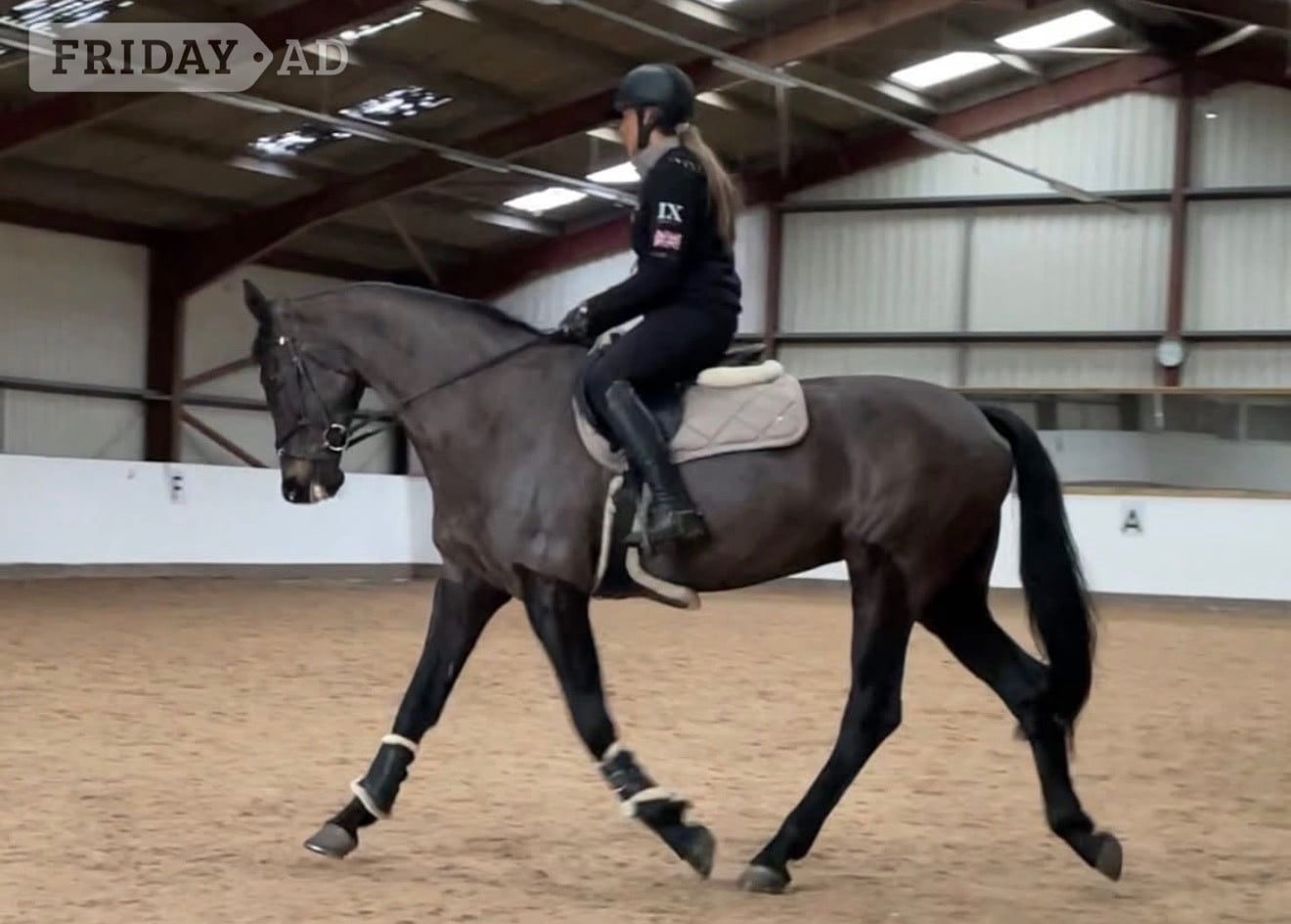 "Isabella W (Mya) " Dark Bay Mare Show Jumper - Horses in Chester
