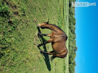 "Penant " Bay Gelding Veteran Horse