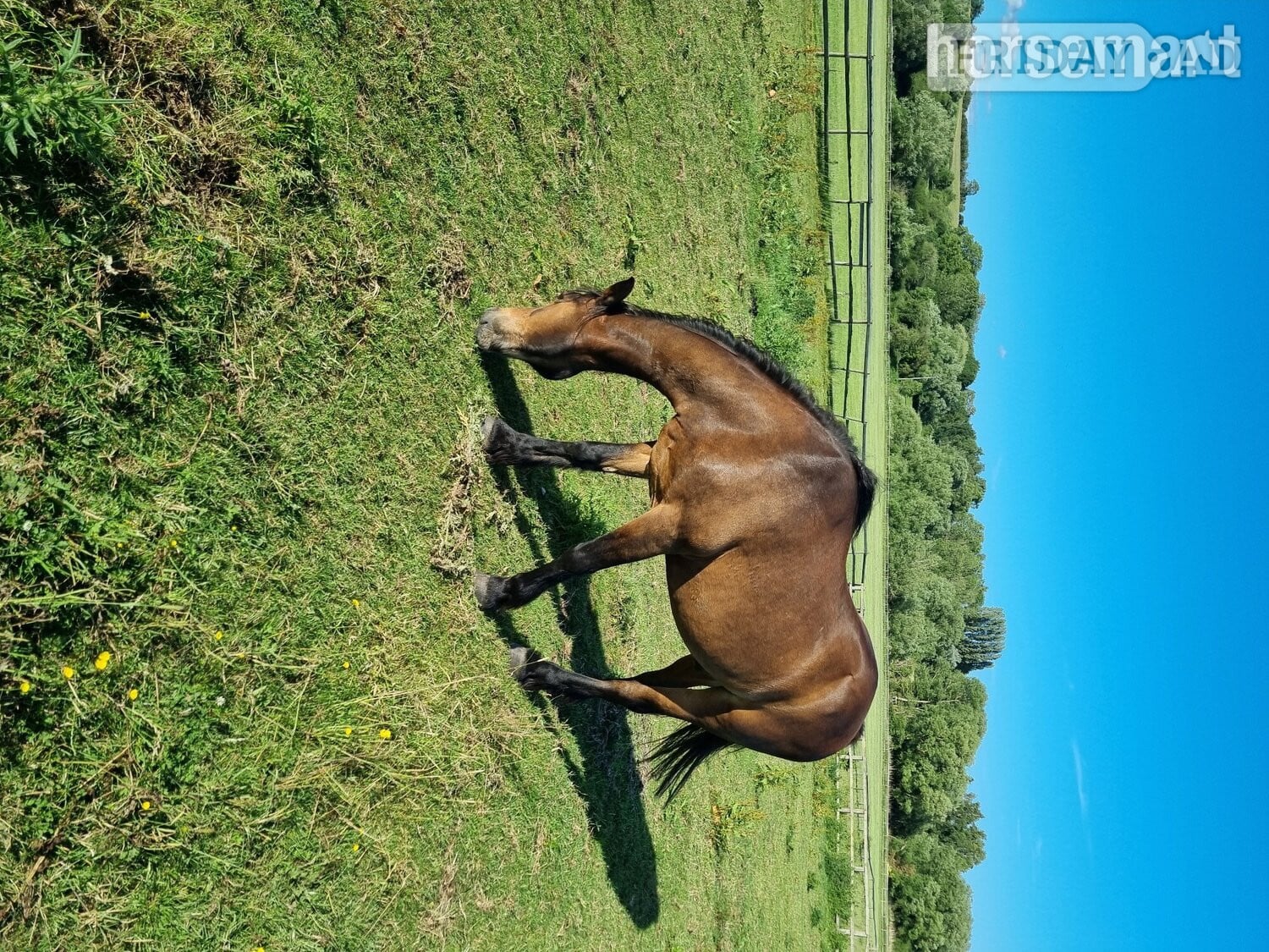 "Penant " Bay Gelding Veteran Horse