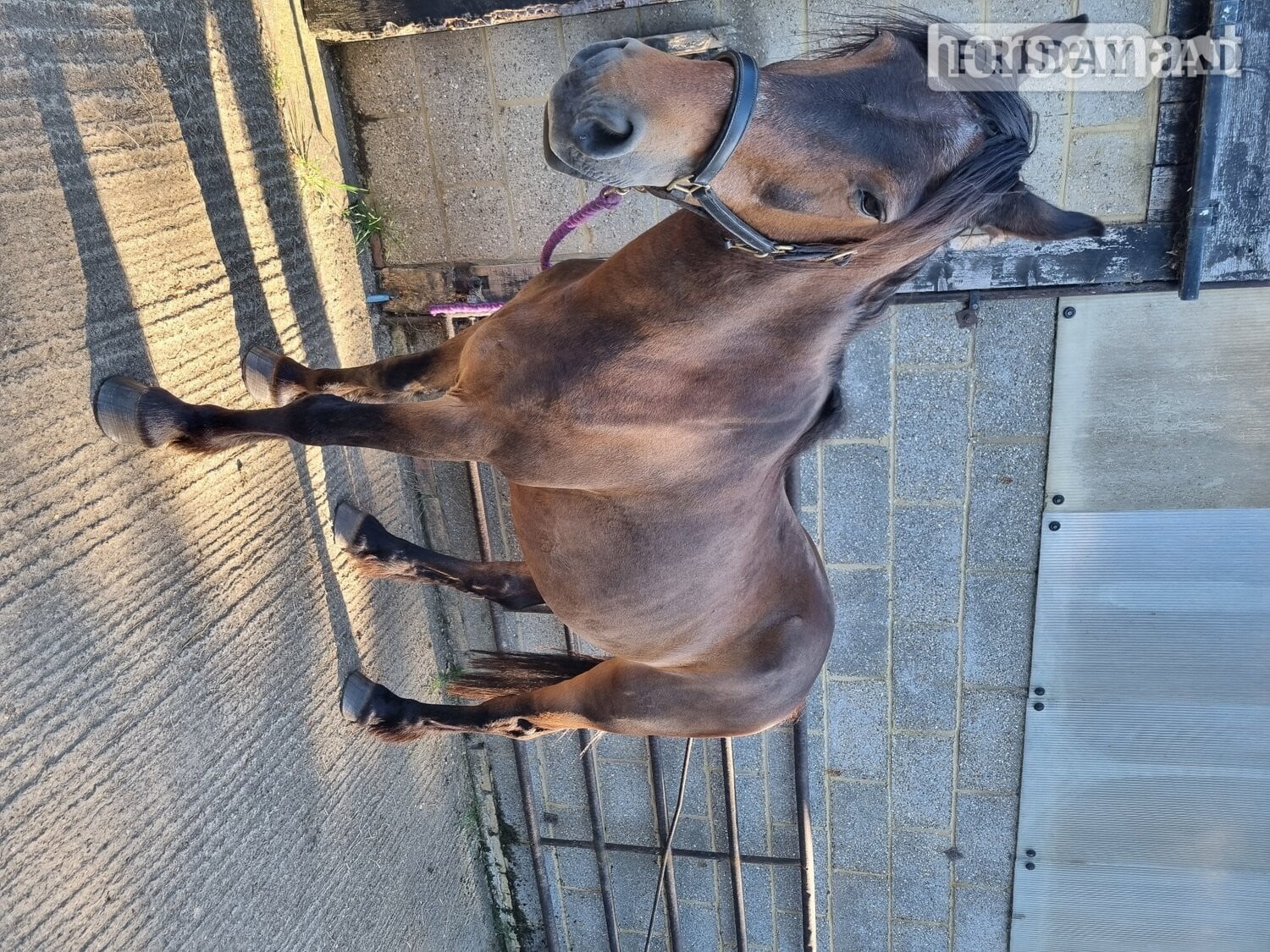 "Penant " Bay Gelding Veteran Horse in Bedford