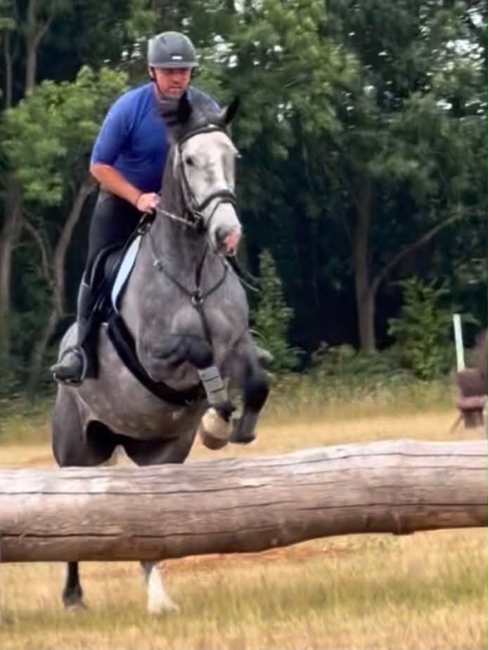"Powerswood Purple Lily" Grey Mare All Rounder