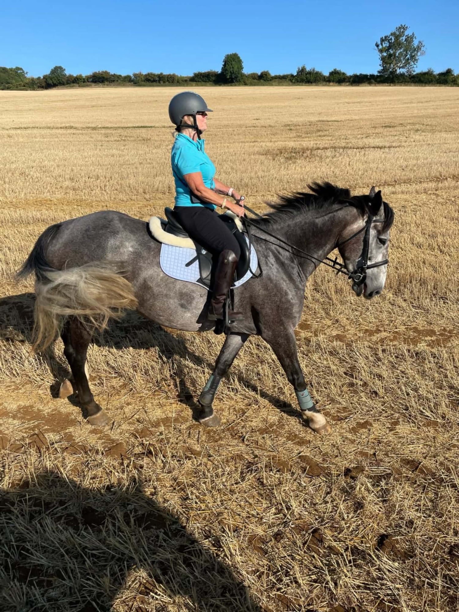Horncastle "Powerswood Purple Lily" Grey Mare All Rounder