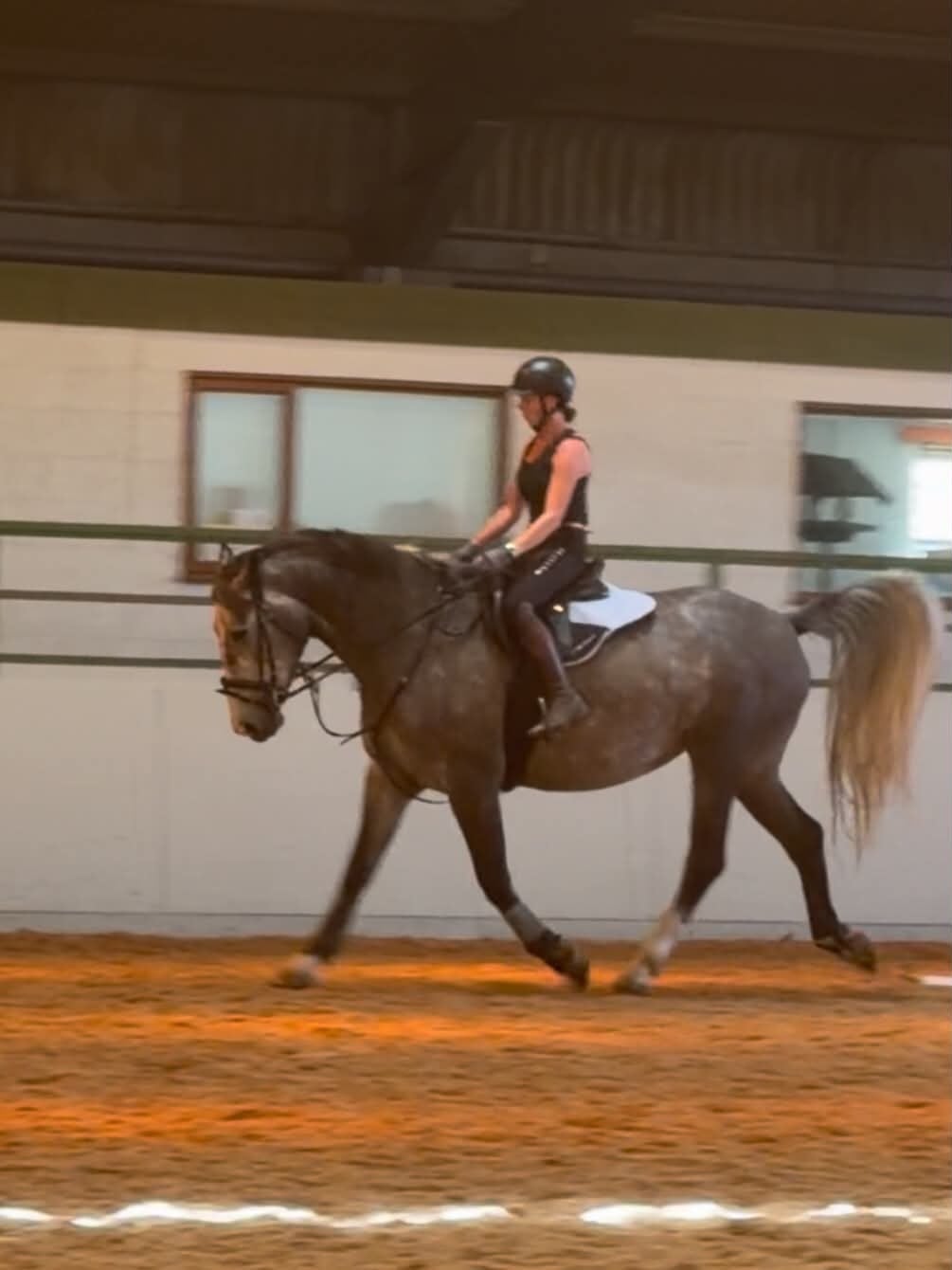 "Powerswood Purple Lily" Grey Mare All Rounder - Horses in Horncastle