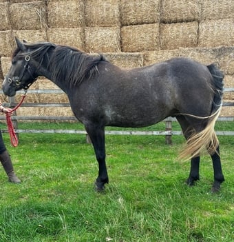 "Ardes " Grey Gelding Youngstock / Foal