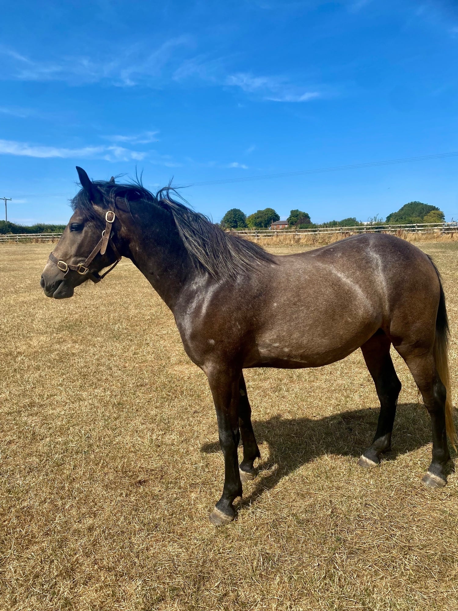 "Ardes " Grey Gelding Youngstock / Foal
