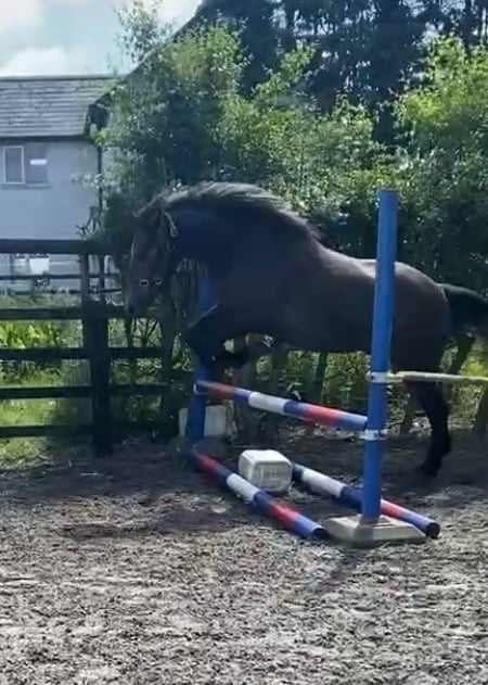 Hull "Ardes " Grey Gelding Youngstock / Foal