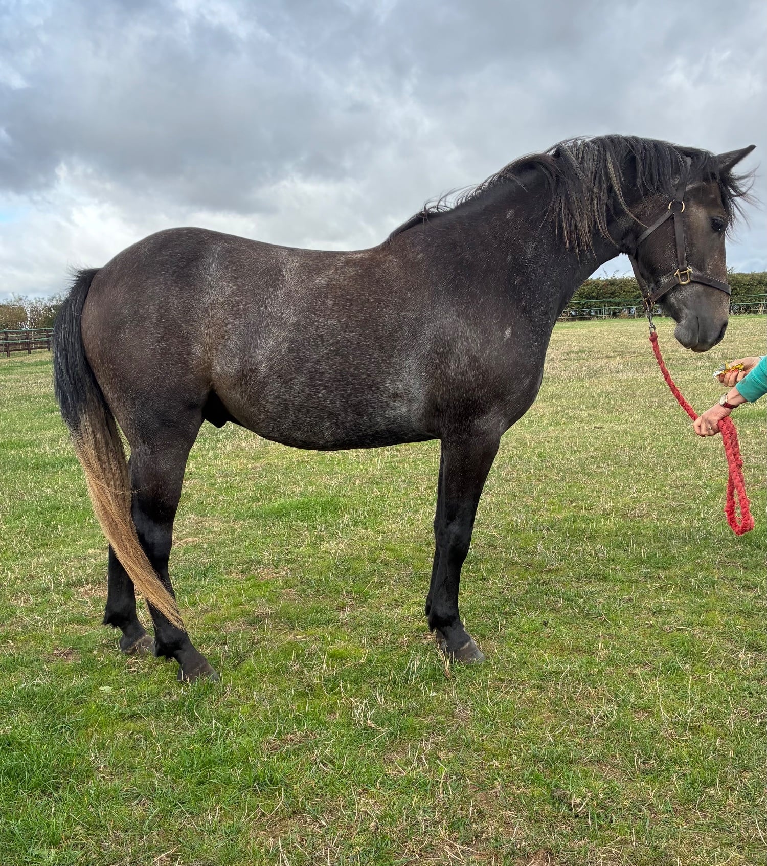 "Ardes " Grey Gelding Youngstock / Foal - Horses in Hull