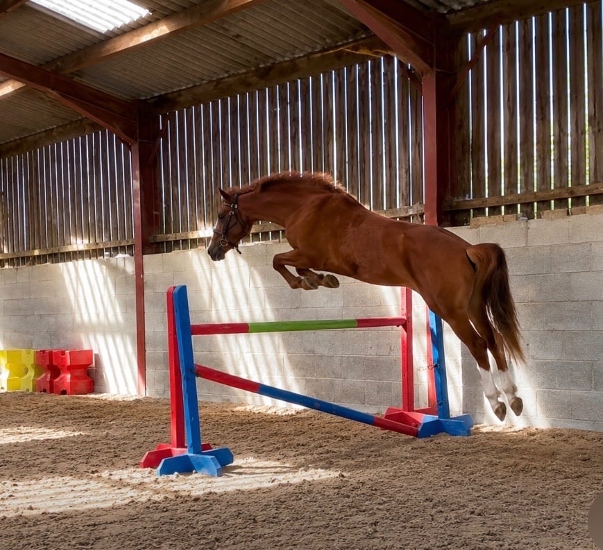 "Tango " Chestnut Gelding All Rounder