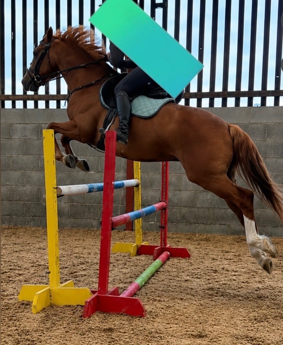 Scarborough "Tango " Chestnut Gelding All Rounder