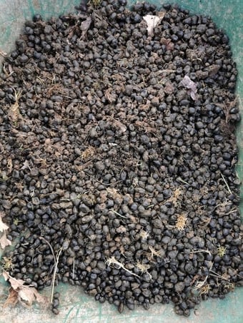 Composted Alpaca Manure