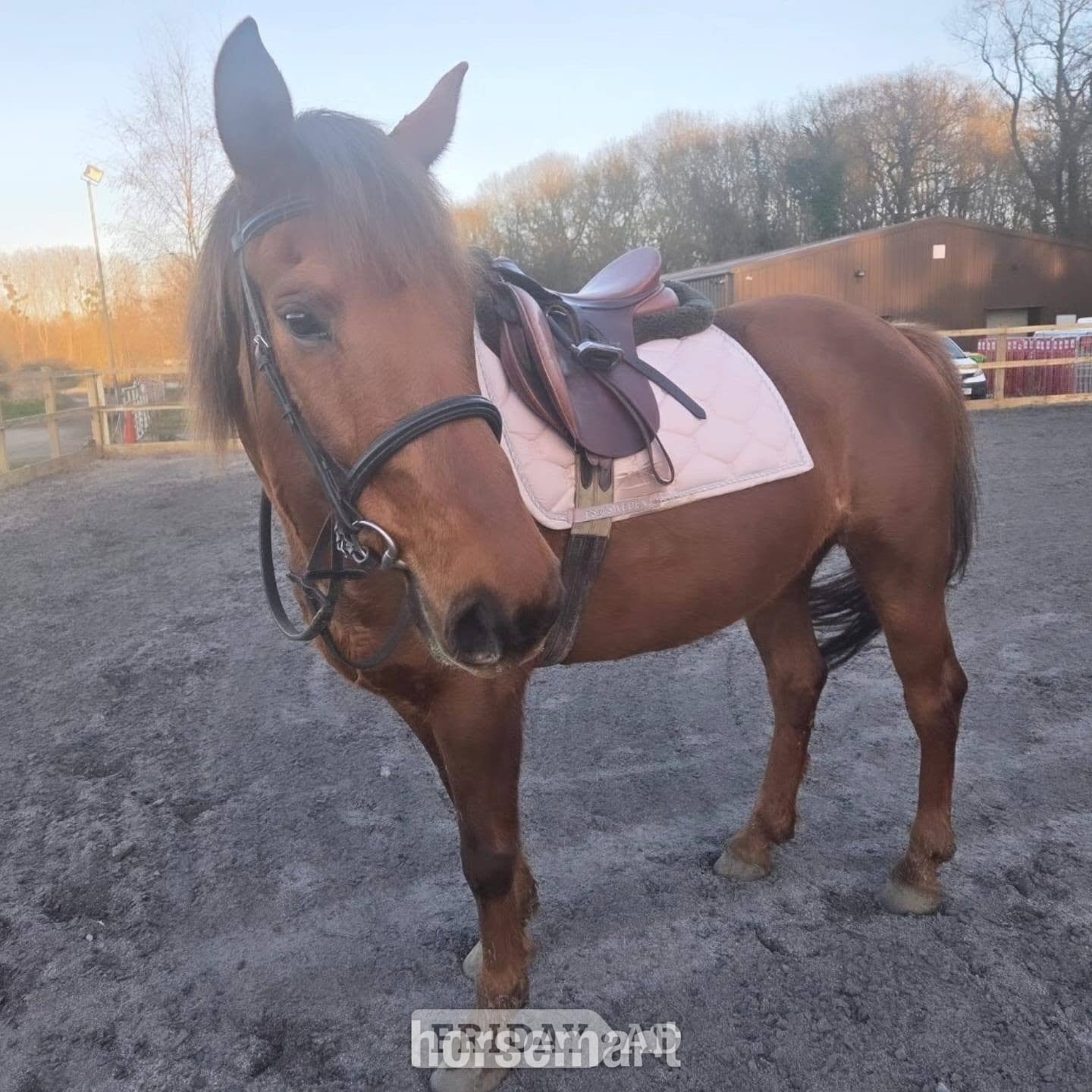 "Goldsmithcountry Ruby" Chestnut Mare Happy Hacker in West Malling