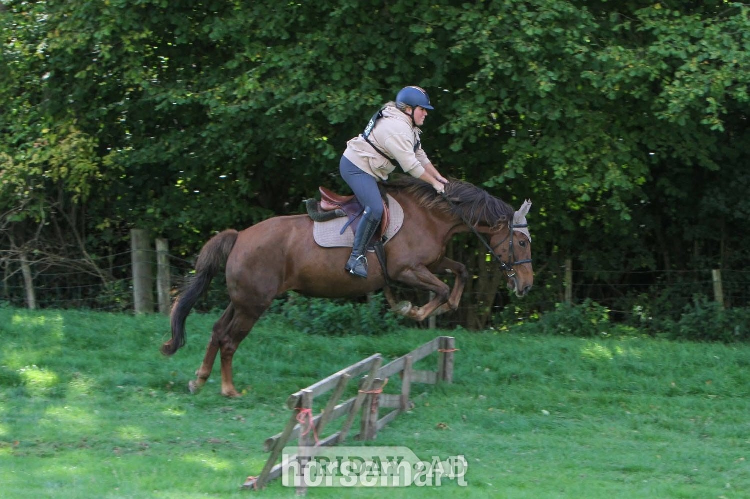 "Goldsmithcountry Ruby" Chestnut Mare Happy Hacker