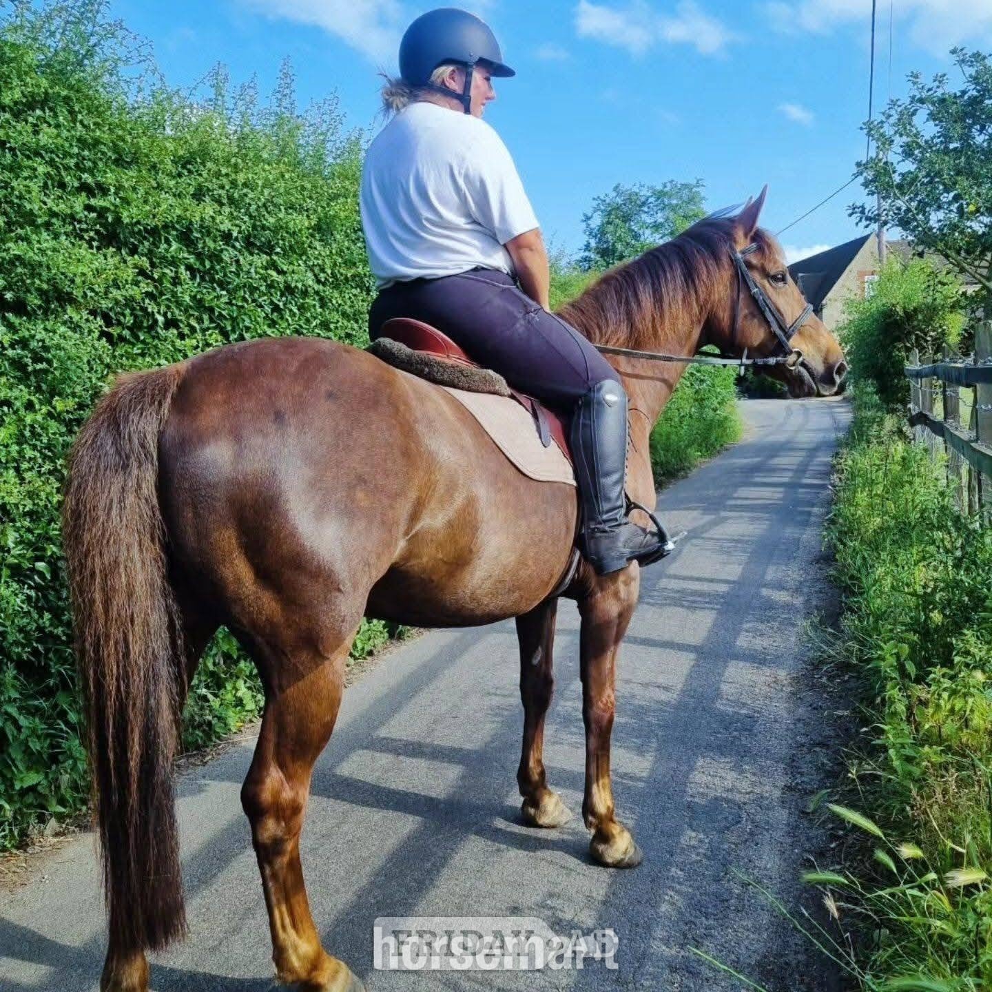 West Malling "Goldsmithcountry Ruby" Chestnut Mare Happy Hacker