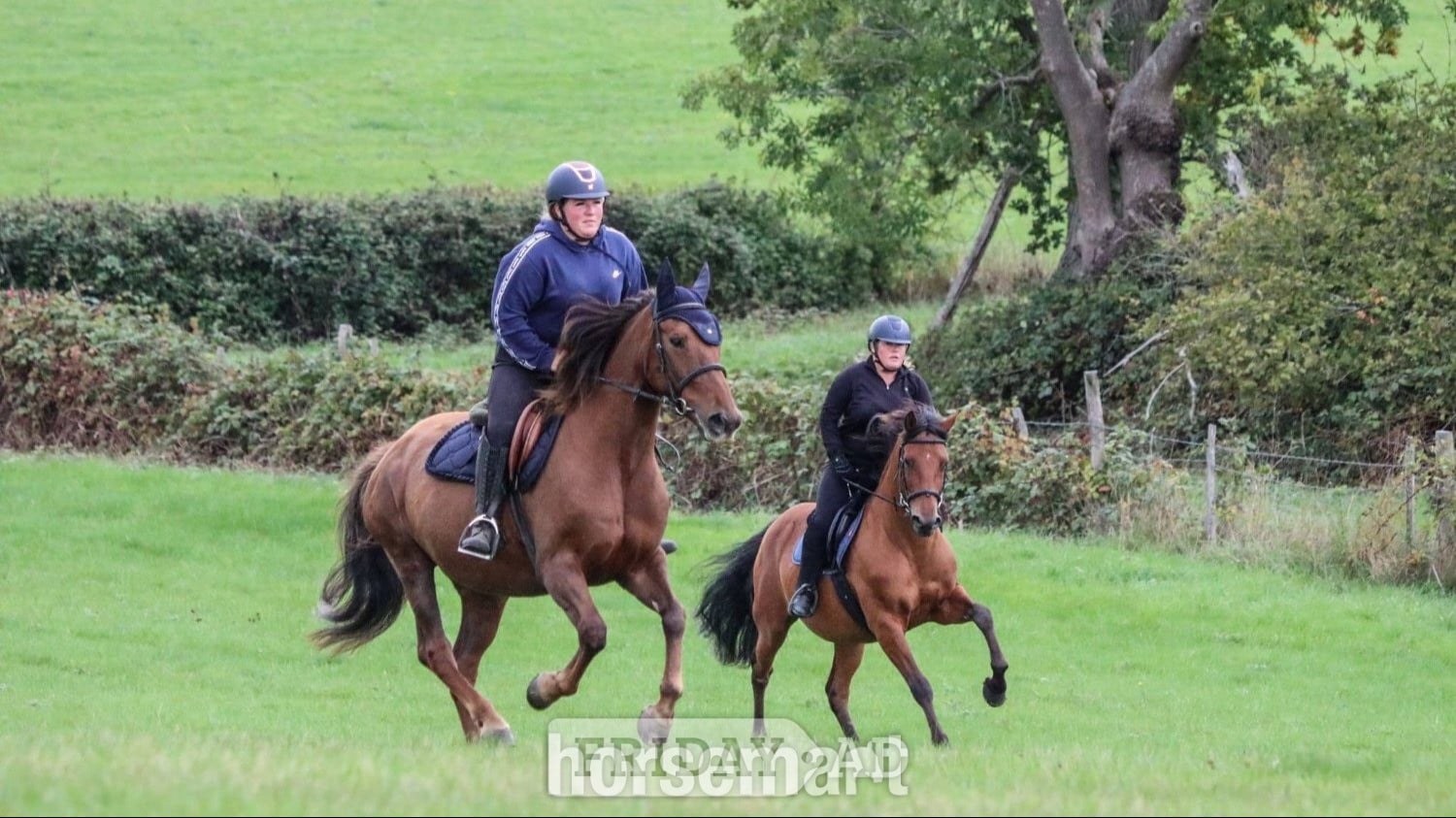 "Goldsmithcountry Ruby" Chestnut Mare Happy Hacker - Horses in West Malling