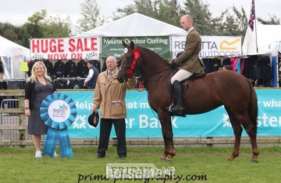 "Goldsmithcountry Ruby" Chestnut Mare Happy Hacker - Horses