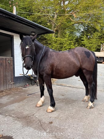 "Mr Marmite (Wilson)" Black Gelding Cob/Heavy Horse
