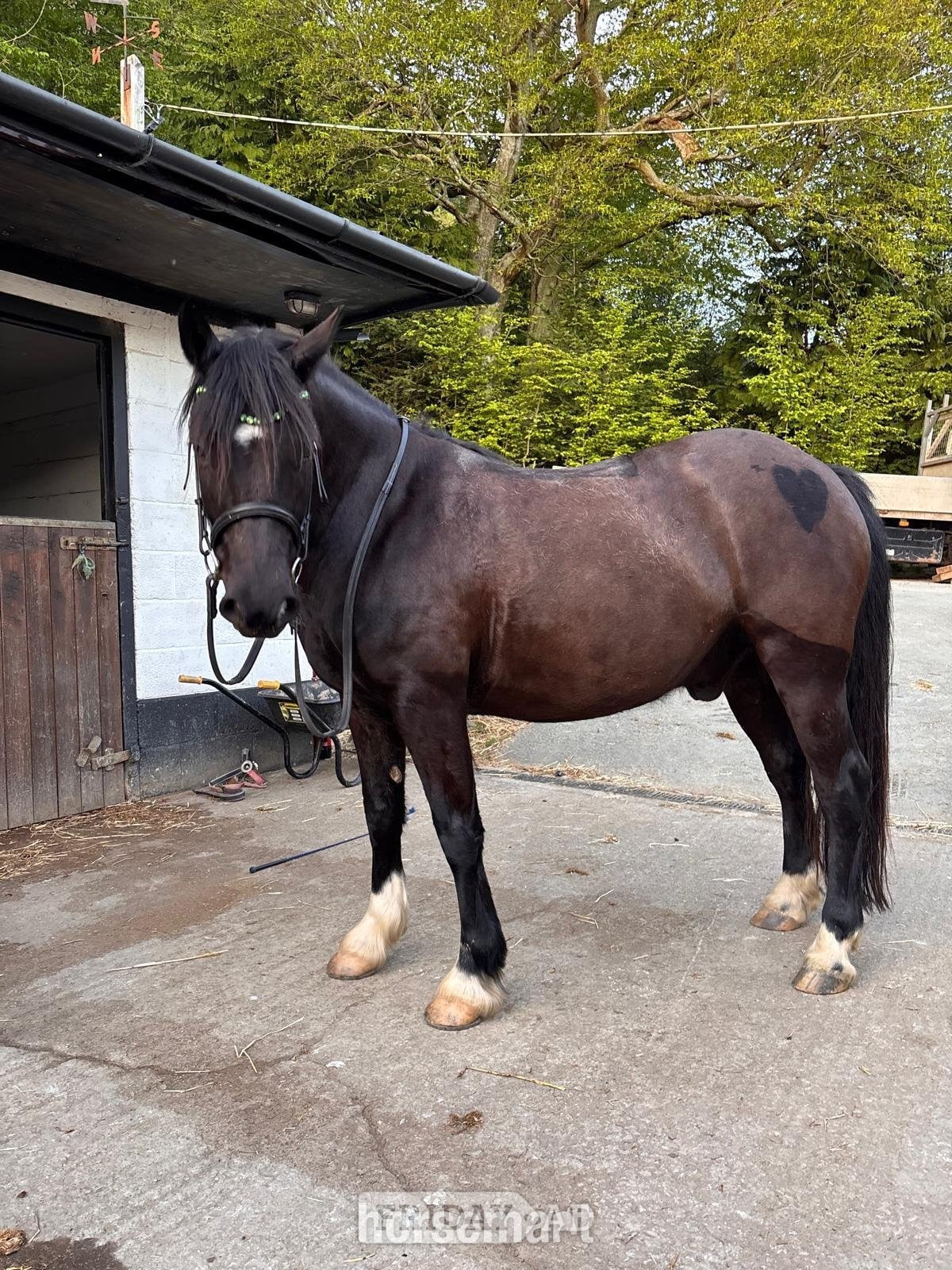 "Mr Marmite (Wilson)" Black Gelding Cob/Heavy Horse in Welshpool