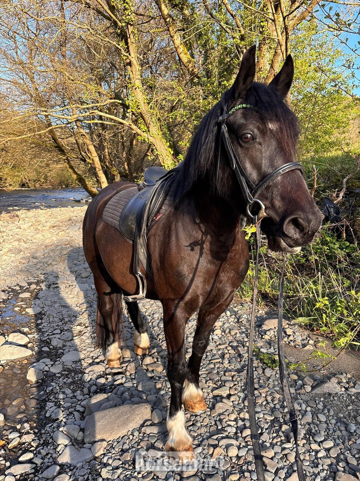 Welshpool "Mr Marmite (Wilson)" Black Gelding Cob/Heavy Horse