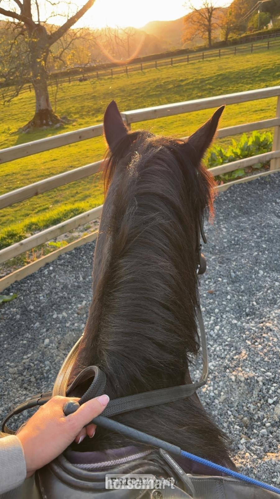 "Mr Marmite (Wilson)" Black Gelding Cob/Heavy Horse - Horses in Welshpool