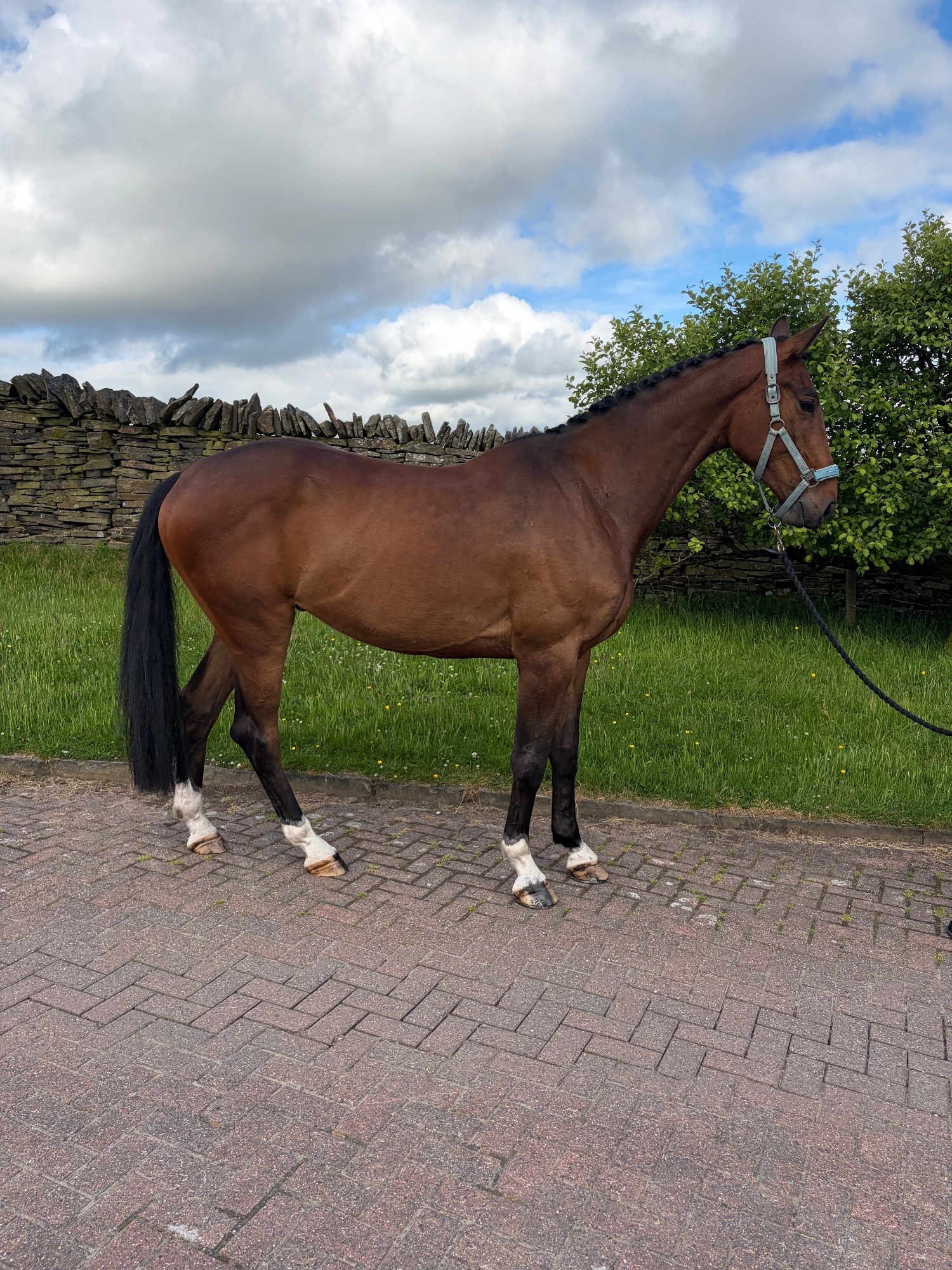 "KEC Lennon (Lenny)" Bay Gelding Eventer