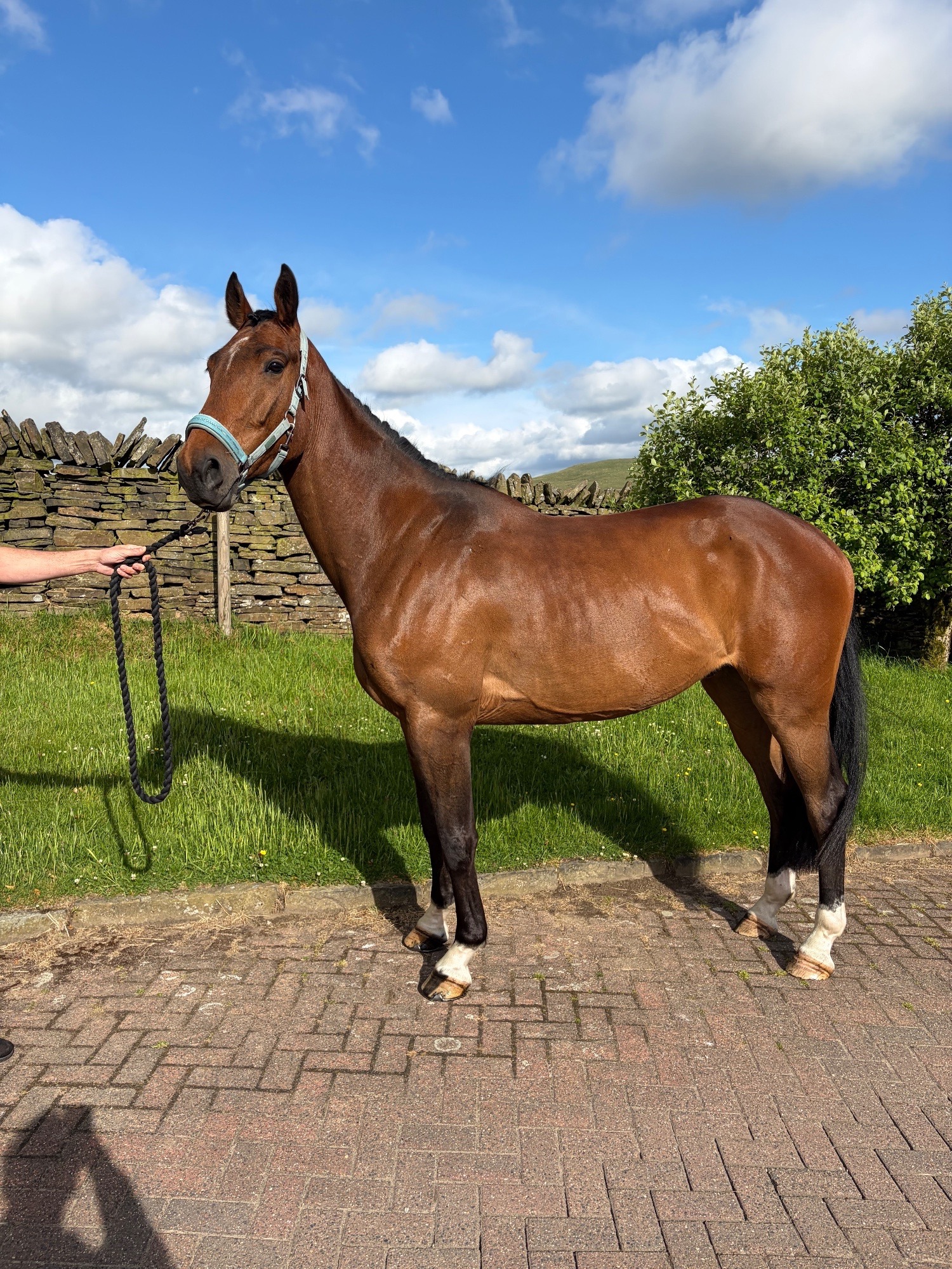 Whitworth "KEC Lennon (Lenny)" Bay Gelding Eventer