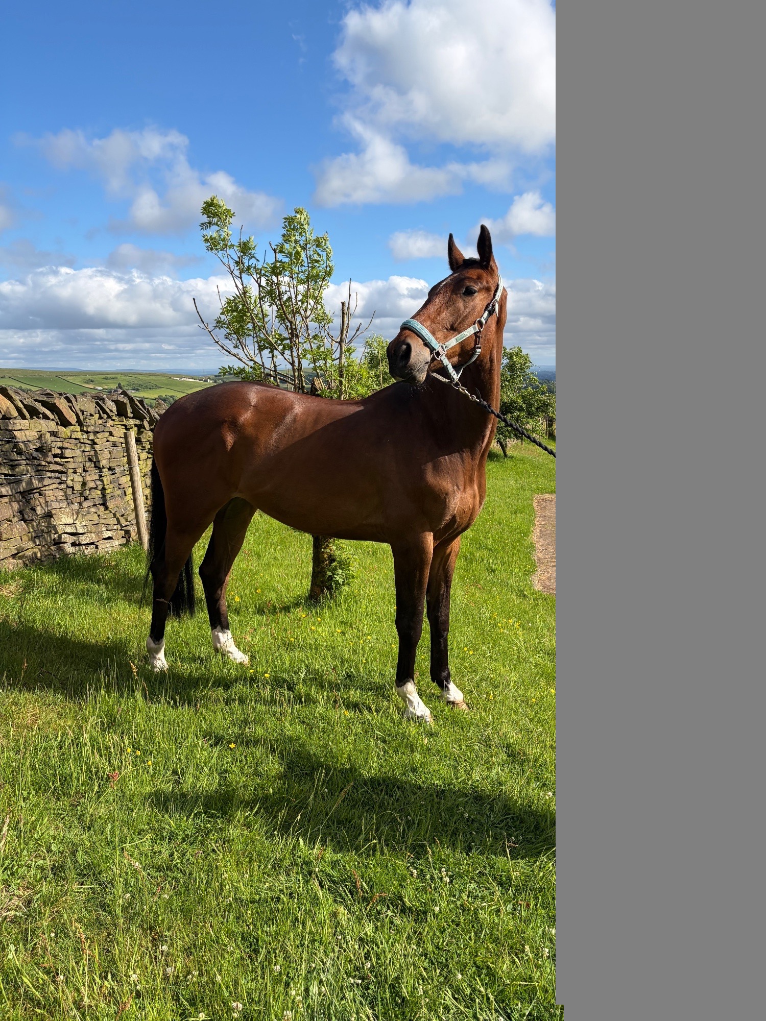 "KEC Lennon (Lenny)" Bay Gelding Eventer - Horses in Whitworth