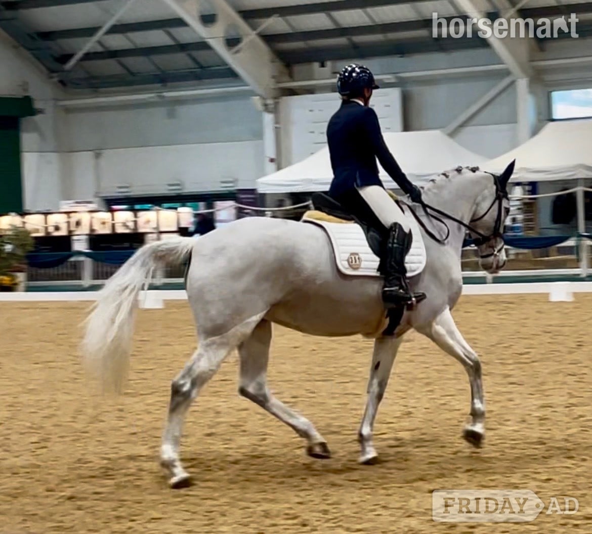"Bon bon" Grey Mare Dressage Horse - Horses