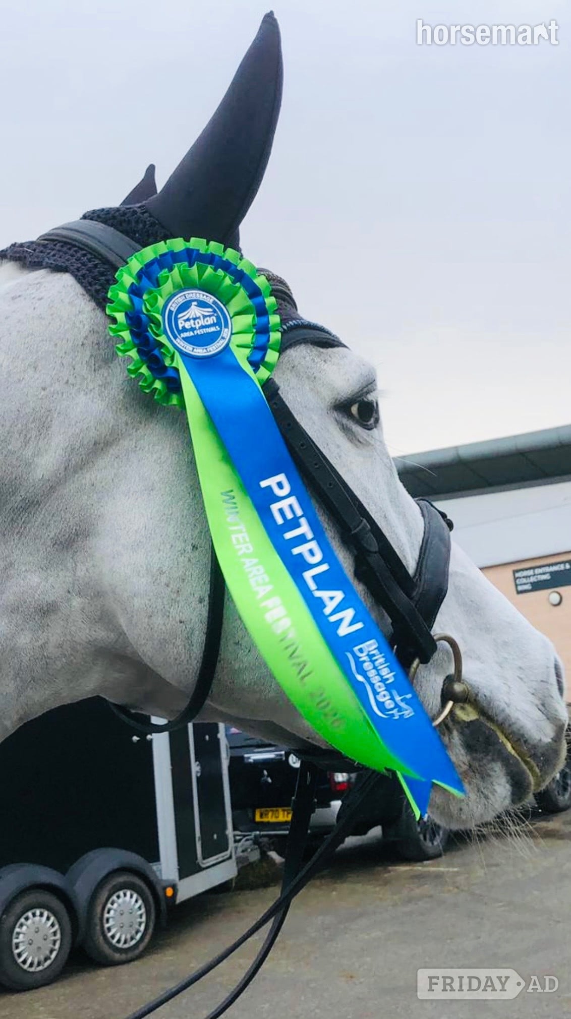 "Bon bon" Grey Mare Dressage Horse - Horses in Stoke