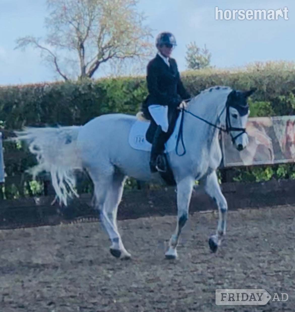 "Bon bon" Grey Mare Dressage Horse