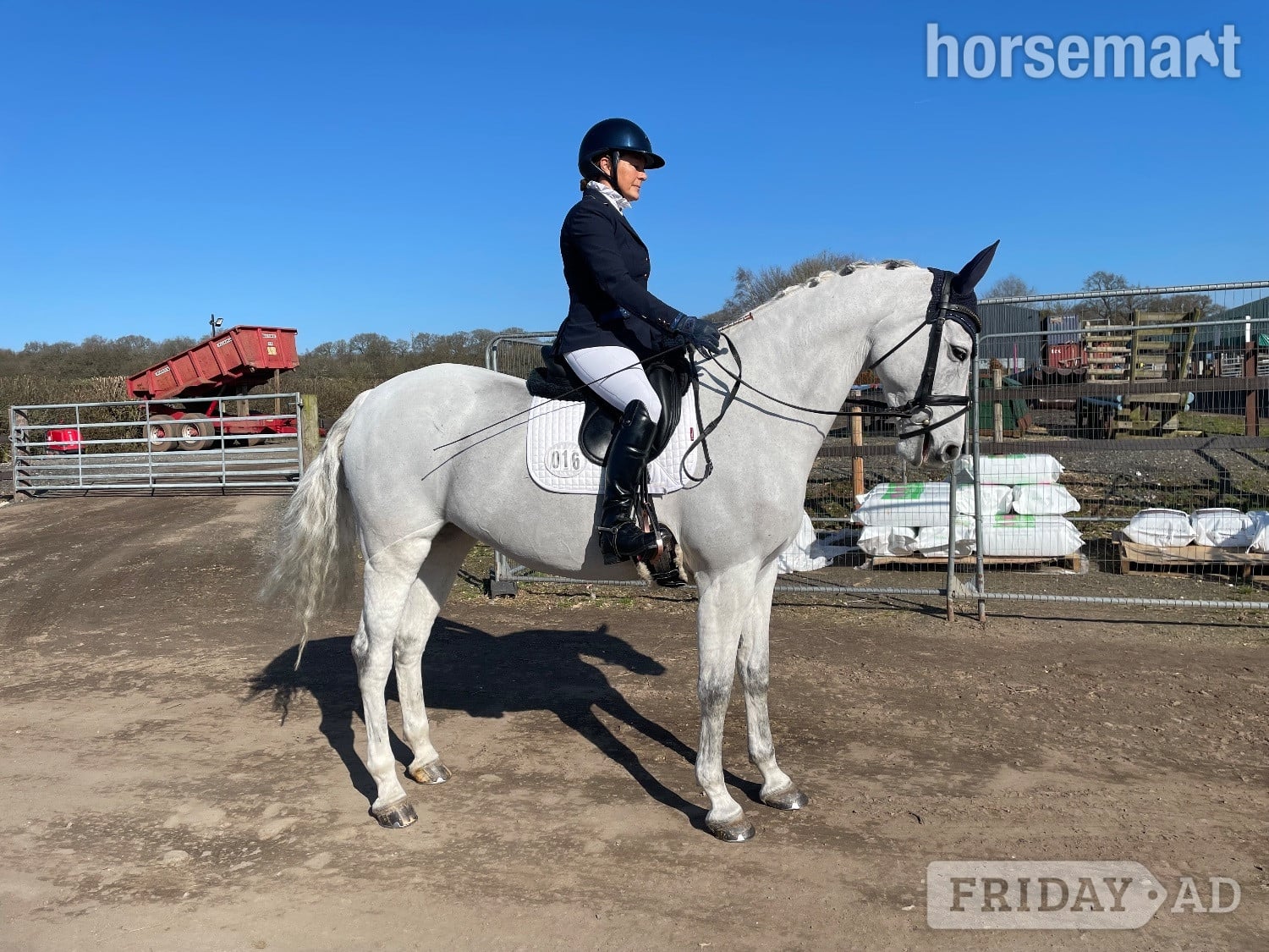 Stoke "Bon bon" Grey Mare Dressage Horse