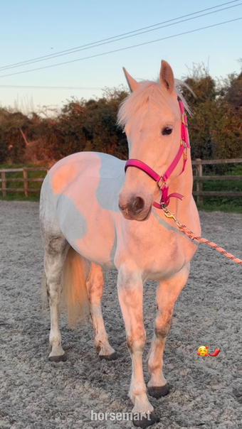 "Chilli " Grey Mare Project Horse