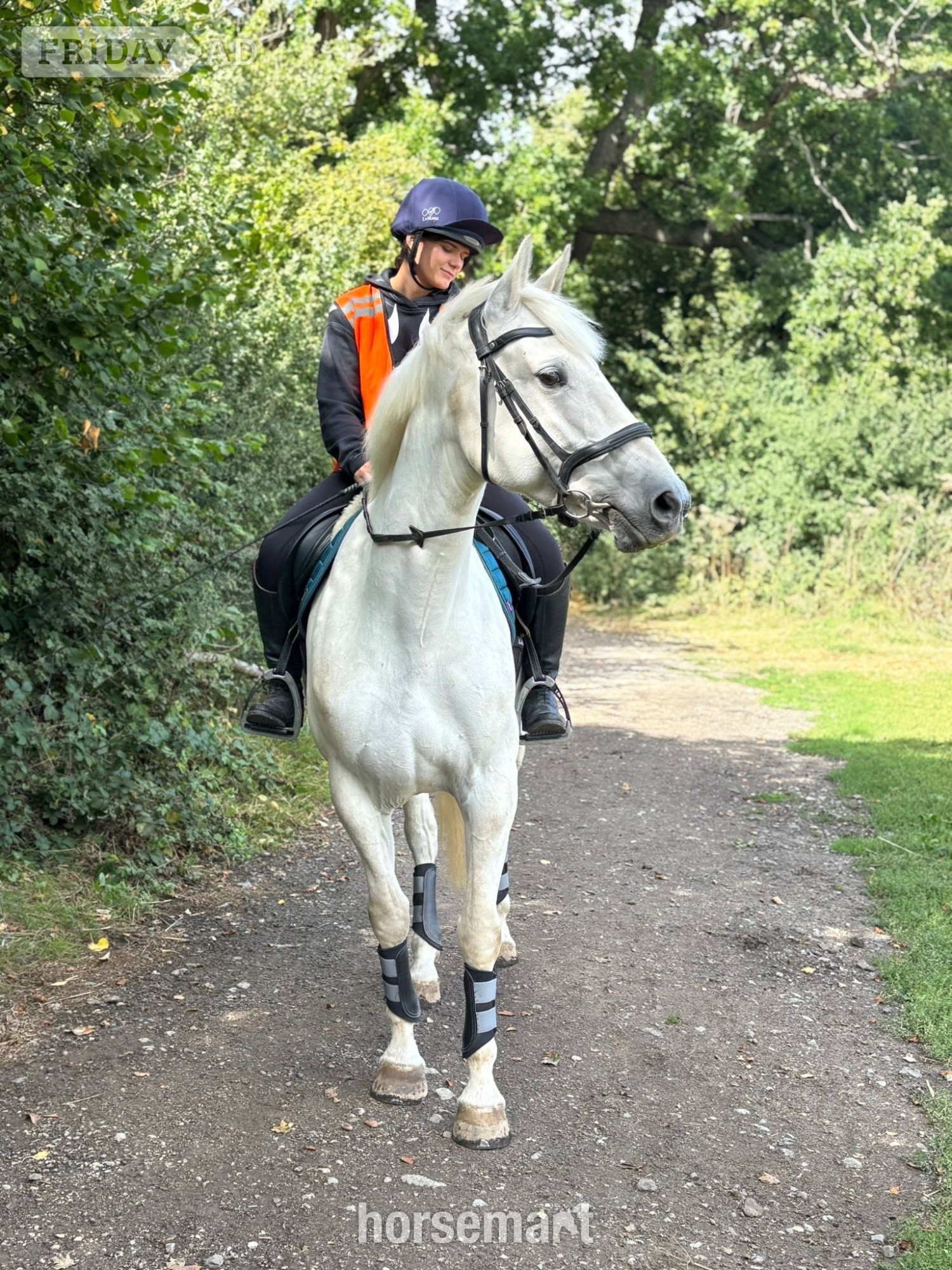 "Chilli " Grey Mare Project Horse