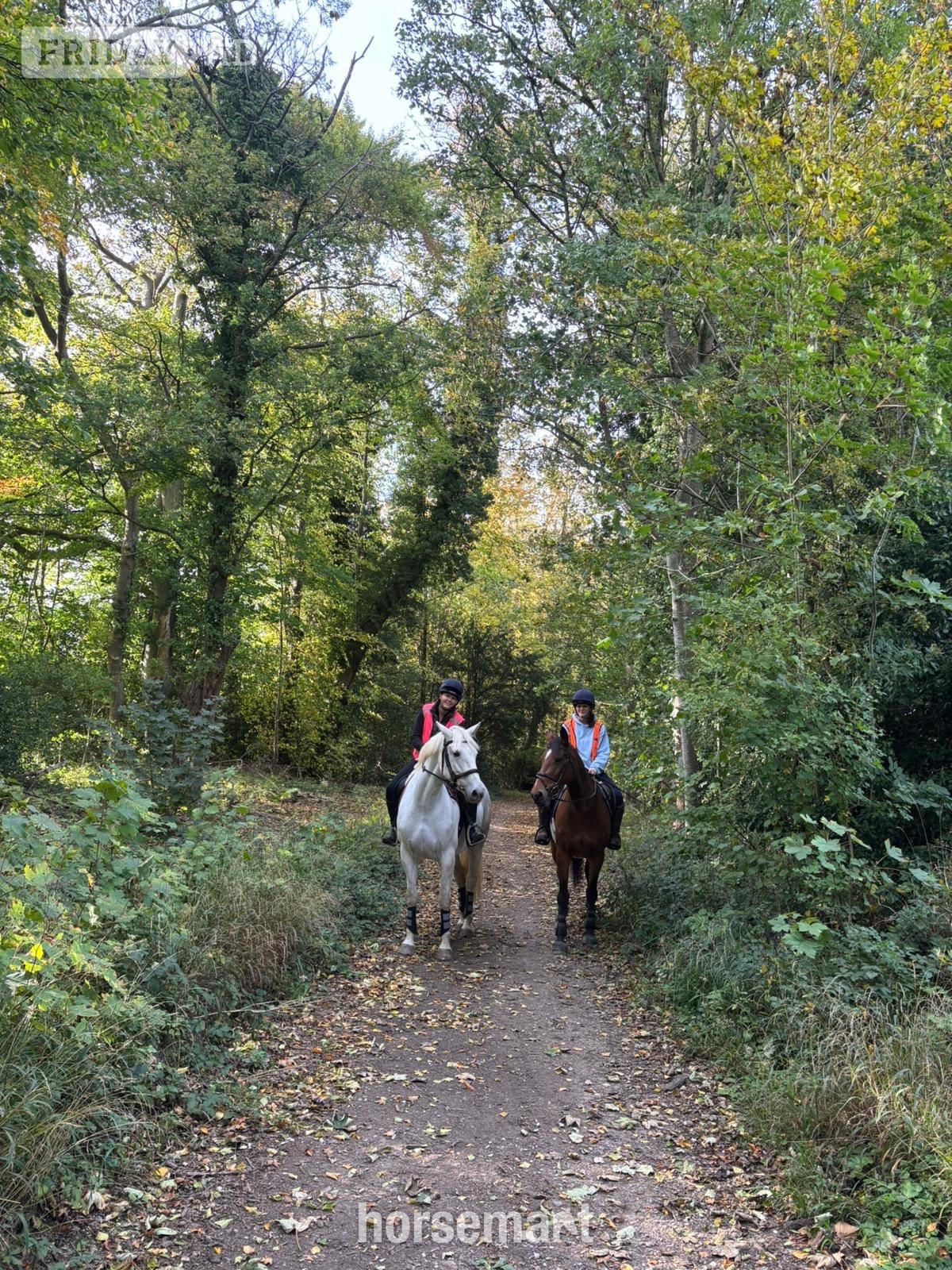 "Chilli " Grey Mare Project Horse - Horses
