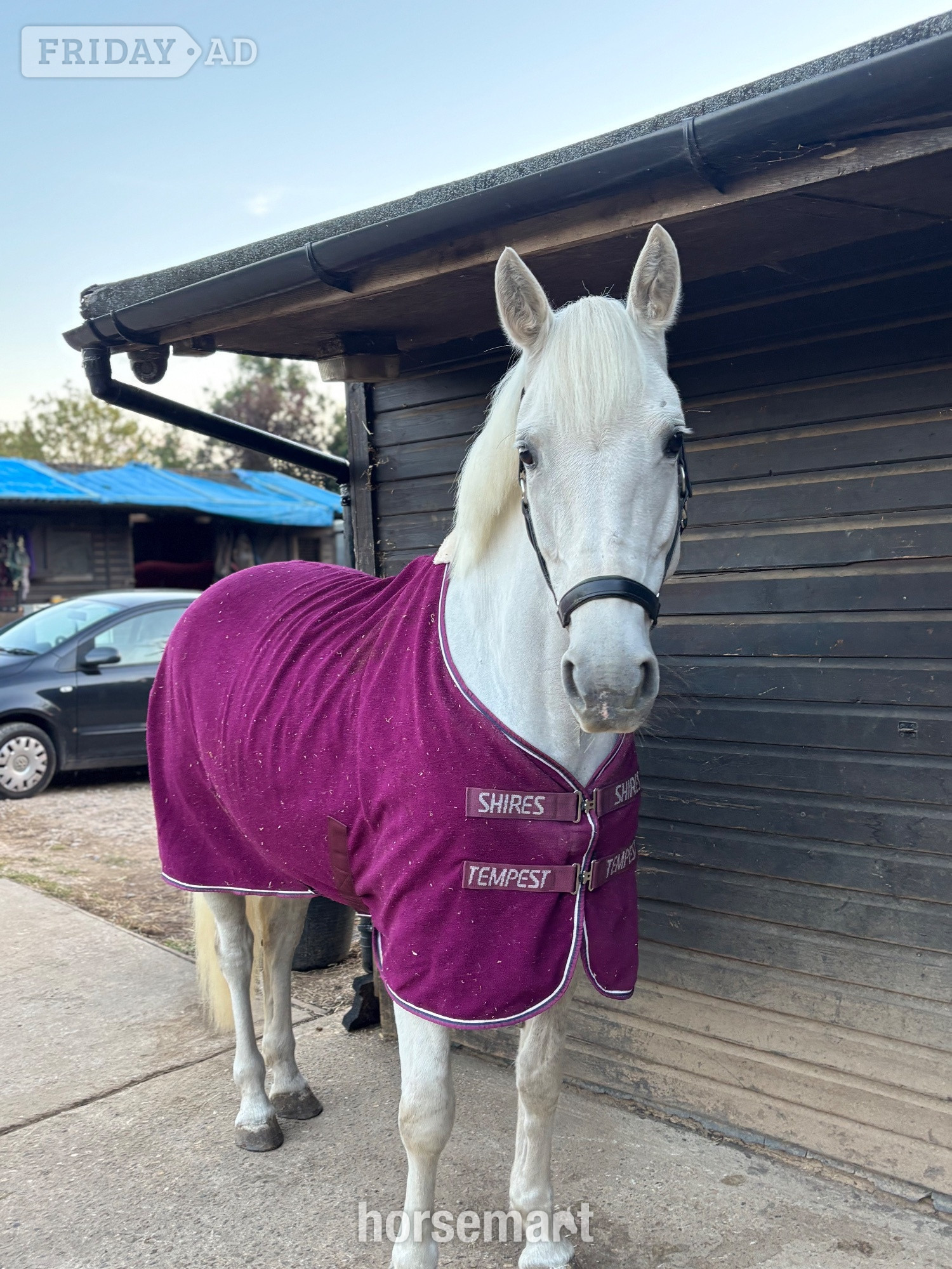 Effingham "Chilli " Grey Mare Project Horse